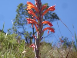 Watsonia pillansii